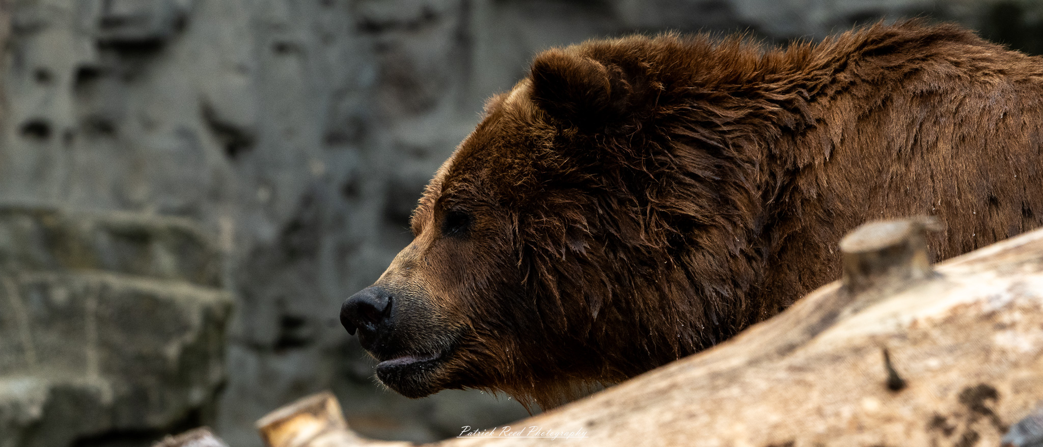 Grizzly bear in natural habitat at the Detroit Zoo, surrounded by trees and rocks